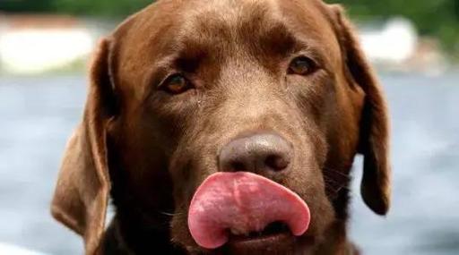 狗狗突然频繁的咽唾液,狗狗突然频繁的咽唾液舔东西,狗狗突然频繁的咽唾液