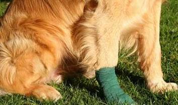 狗狗腿扭伤可以自愈吗,狗狗腿扭伤多久能恢复,狗狗脚扭伤了咋办？