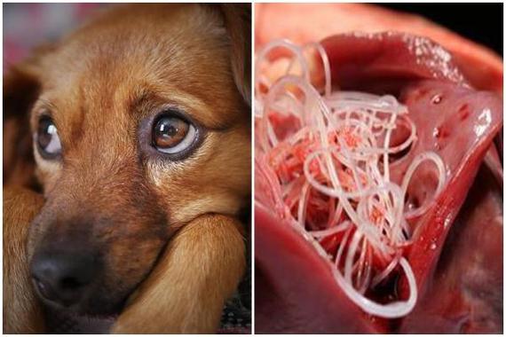狗狗得心丝虫的几率,狗狗有寄生虫的10个迹象,丝虫属于？