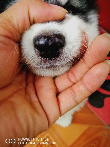 狗狗鼻梁上长有小疙瘩,狗狗鼻梁上长有小疙瘩图片,狗狗的鼻子上长包，溃烂是怎么回事，该怎么办？
