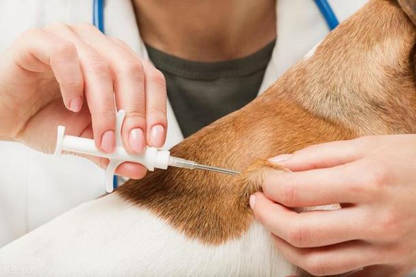 狗狗打疫苗前可以吃饭吗,养狗必打的三针是哪三针,打乙肝疫苗前能吃东西吗？