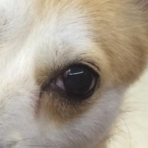 狗狗眼角有个半圆的膜,狗狗眼角有个半圆的膜发红,门外有标记什么意思？