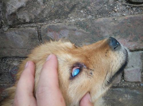 狗狗眼角有个半圆的膜,狗狗眼角有个半圆的膜发红,小狗图片用半圆或圆怎么拼？