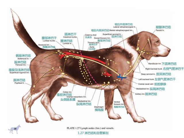狗狗内脏器官分布图,狗狗内脏器官分布图片,狗怀孕的具体部位？