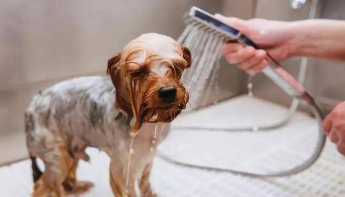 多长时间给狗狗洗一次澡,多长时间给狗狗洗一次澡比较好,狗狗多久洗一次澡最合适？