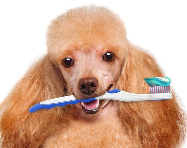 狗狗用刷牙吗,狗狗用刷牙吗怎么刷,狗狗刷牙规律？