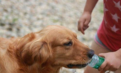 狗狗不愿意喝水,狗狗不愿意喝水怎么办,狗狗不爱喝水怎么办？