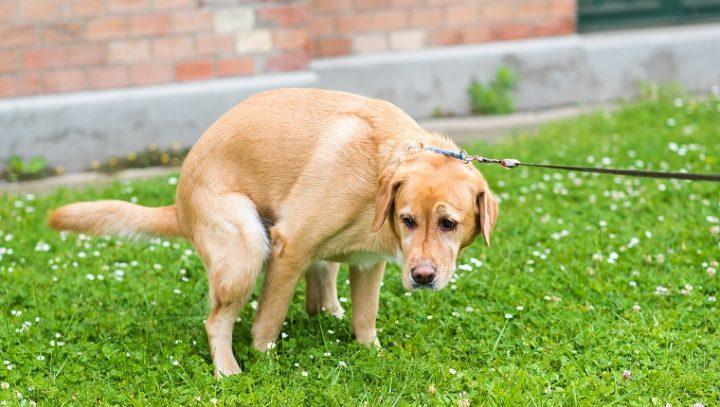 狗狗前列腺肿大的症状,狗狗前列腺肿大吃什么药好得快,小狗便秘的症状有哪些？