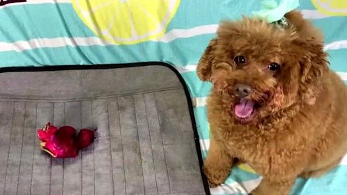 泰迪狗狗可以吃樱桃吗,泰迪狗狗可以吃樱桃吗?,泰迪狗狗可以吃西红柿吗？