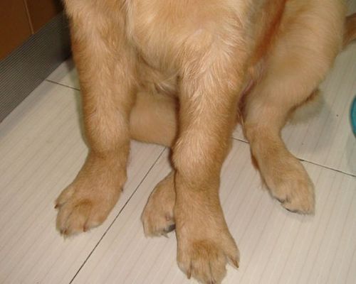 狗狗趴蹄和不趴蹄对比,趴蹄和正常犬的照片,8个月超大型犬前蹄趴蹄变形怎么办？
