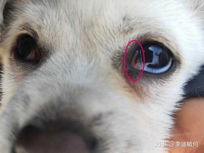 狗狗眼角有一层褐色膜,狗狗眼角有一层褐色膜状物,怎样清除狗狗眼睛旁边的两道痕？