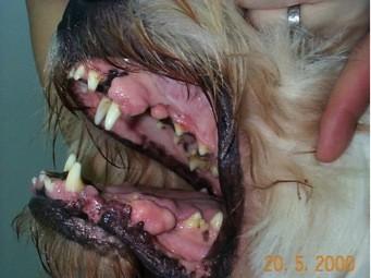 狗狗骨髓炎,狗狗骨髓炎一般能活多久,青那霉素对狗狗的副作用？
