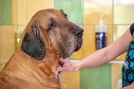 狗狗喝了肥皂水,狗狗喝了肥皂水没有吐怎么办,我家狗狗洗澡的时候眼睛进了肥皂水，怎么办？