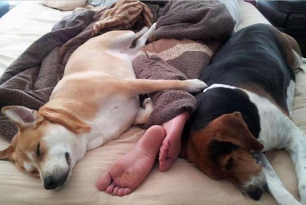 狗狗跟人睡在一起好吗,狗狗跟人睡在一起好吗视频,1个月的小狗可以放床上和人一起睡觉吗？