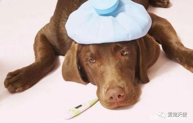 狗狗急性脑膜炎,狗狗急性脑膜炎怎么引起的,狗狗得了脑炎怎么治？