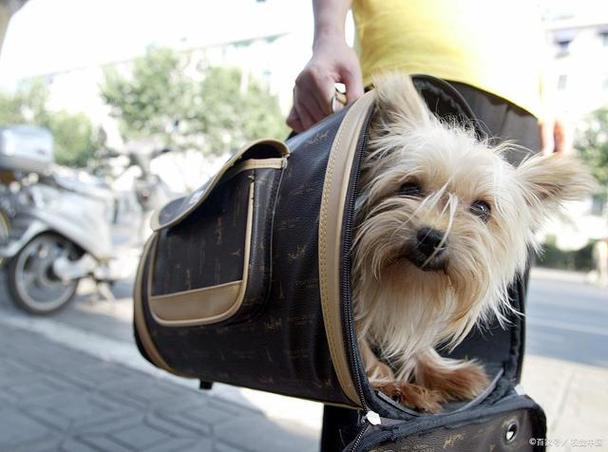 火车托运狗狗安全吗,火车托运狗狗安全吗现在,北京火车站可以托运狗狗吗？