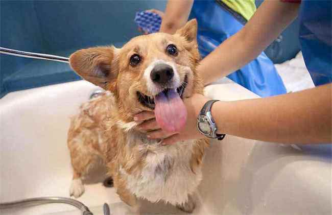 狗狗晚上能洗澡吗,,我给我家狗狗一天洗两次澡，这样应该不会有跳蚤了吧？