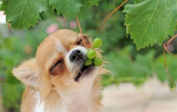 狗狗葡萄中毒症状,狗狗葡萄中毒症状后多久会恢复饮食,狗狗能吃葡萄吗？