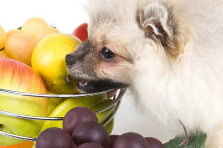 狗狗可以吃生梨吗,狗狗可以吃生梨吗?,成年狗可以吃梨子吗？