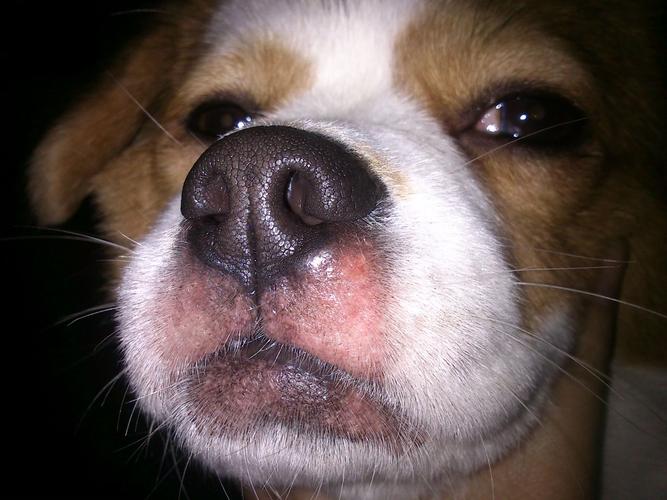 狗狗腮腺炎症状图片,狗狗腮腺炎症状图片大全,狗狗嘴巴肿，怎么回事？