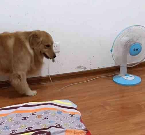 开空调狗狗会冷吗,夏天开空调狗狗会冷吗,金毛幼犬怕热吗？