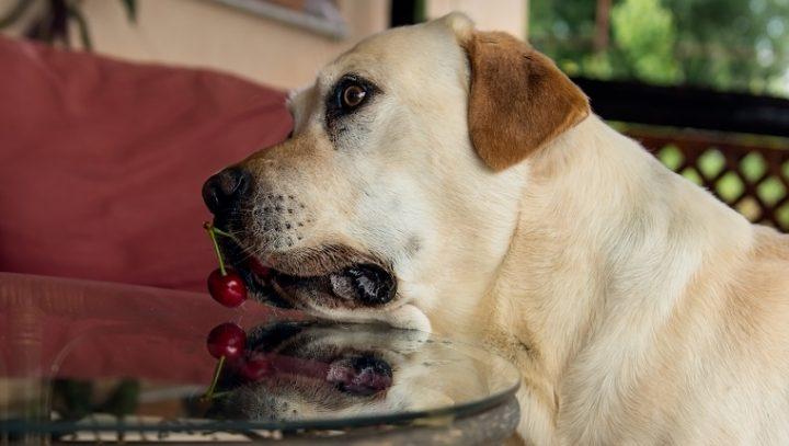 狗狗吃樱桃果肉有事吗,狗狗吃樱桃果肉有事吗视频,狗狗能吃樱桃吗？