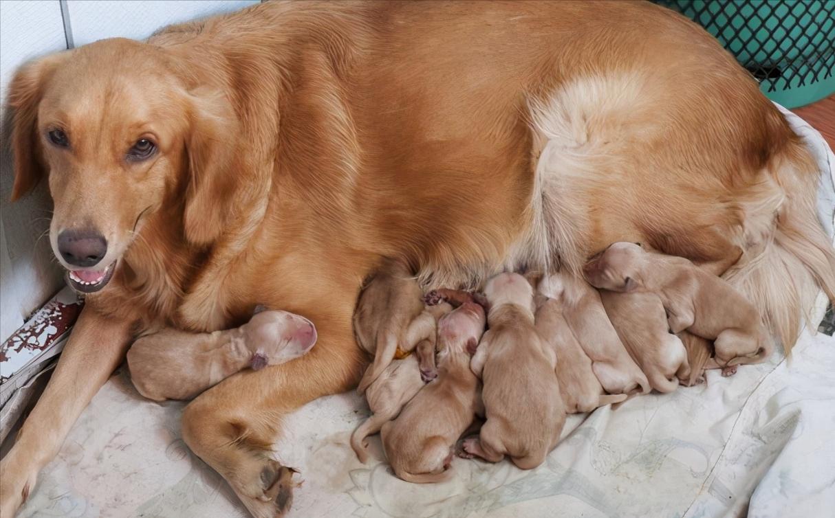 狗狗一年生几次,狗狗一年生几次狗崽,母狗一生可以生几次宝宝？