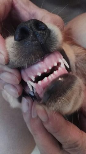 3个月以内狗狗牙齿图片,狗狗各阶段牙齿图片 对照表,金毛3个月牙齿长什么样子？