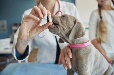 狗狗能不能吃人吃的药,狗狗能不能吃人吃的药吗,狗狗能吃人服的多酶片吗？