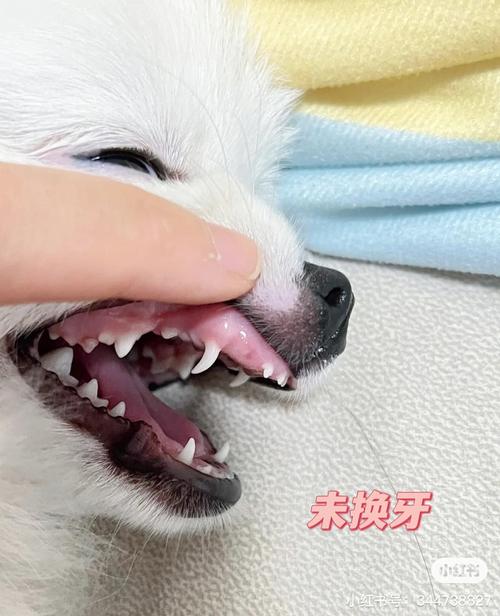 7个月狗狗双排牙会掉吗,宠物医院狗拔牙收费表,小狗的八颗门牙会一起掉吗？