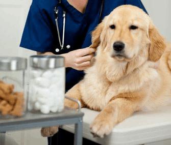 狗狗吃b1b12的作用,狗狗神经炎b1和b12的用量,宠物维生素abcd？