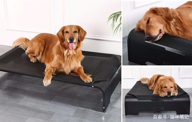 狗狗刨沙发,狗狗刨沙发是什么意思,狗狗把沙发咬成这样怎么办啊？