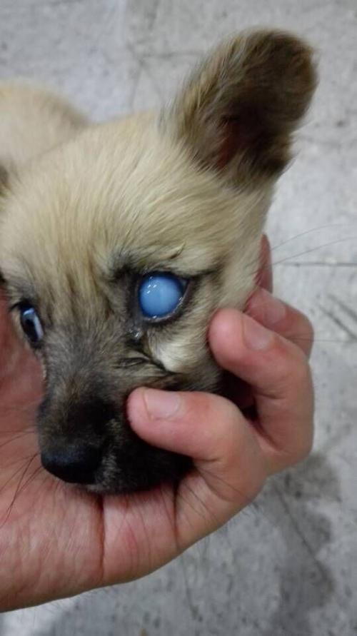 狗狗眼睛发光,狗狗眼睛发光是咋回事,为什么有些狗眼睛不会发光？