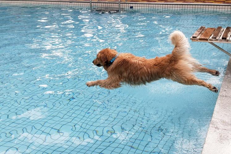 狗狗游泳注意事项,狗狗游泳注意事项有哪些,金毛游泳后需要吹干吗？