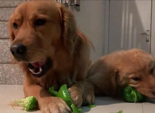 狗狗吃辣椒后症状,狗狗吃辣椒后症状加重,狗狗吃了特辣的东西而且吃了好多老是吐？