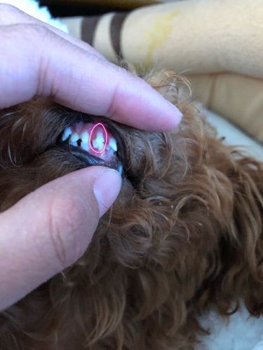 狗狗乳牙不掉的危害,让牙齿自然脱落妙招,请问要拔掉吗？你好我家泰迪7个月有4颗尖乳牙一直不掉？