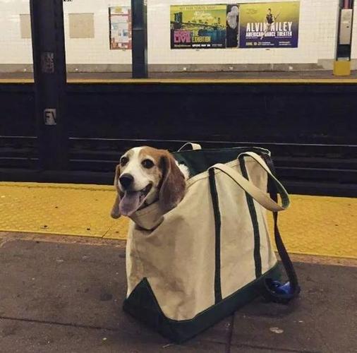 坐地铁可以带狗狗吗,坐地铁可以带狗狗吗现在,为了过马路安全带着狗可以走地铁地下通道吗？