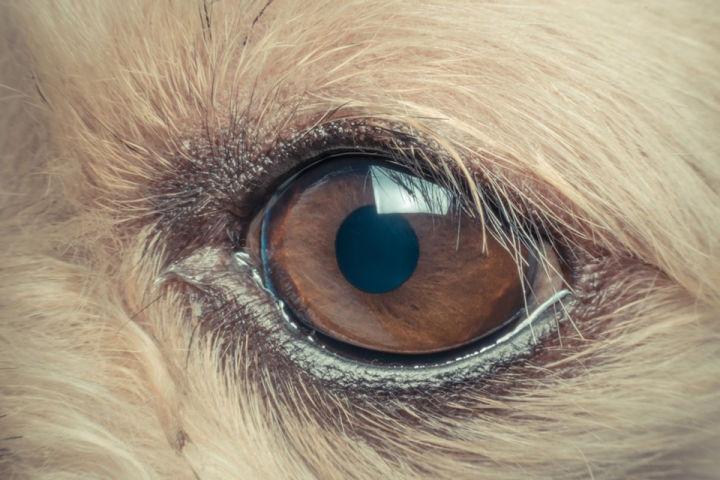 狗狗的眼睛看到的世界,狗狗的眼睛看到的世界是什么颜色,我家狗养了8年了,怎么眼睛瞳孔一个大一个小，以前是正常的! 怎么会是啊？