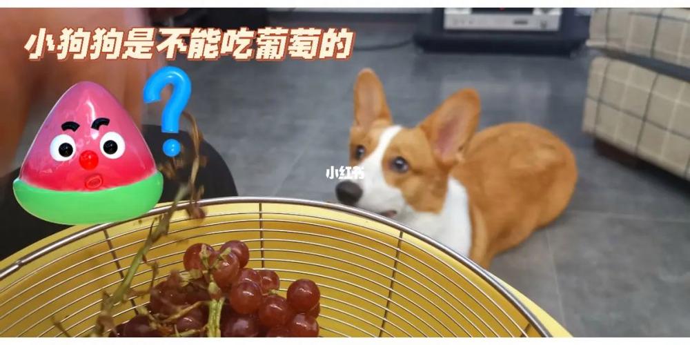 狗狗吃葡萄后的症状,狗狗吃葡萄后的症状有哪些,柯基吃葡萄会怎么样？