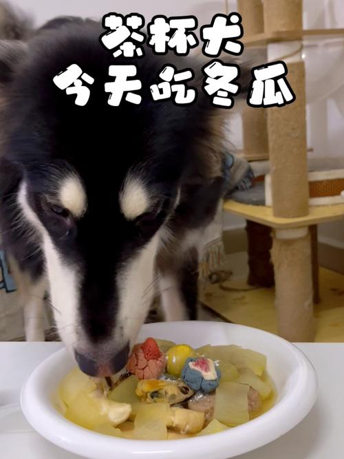 狗狗能吃冬瓜吗熟的,狗狗可以长期吃的蔬菜,两个月大的狗狗可以吃冬瓜吗？