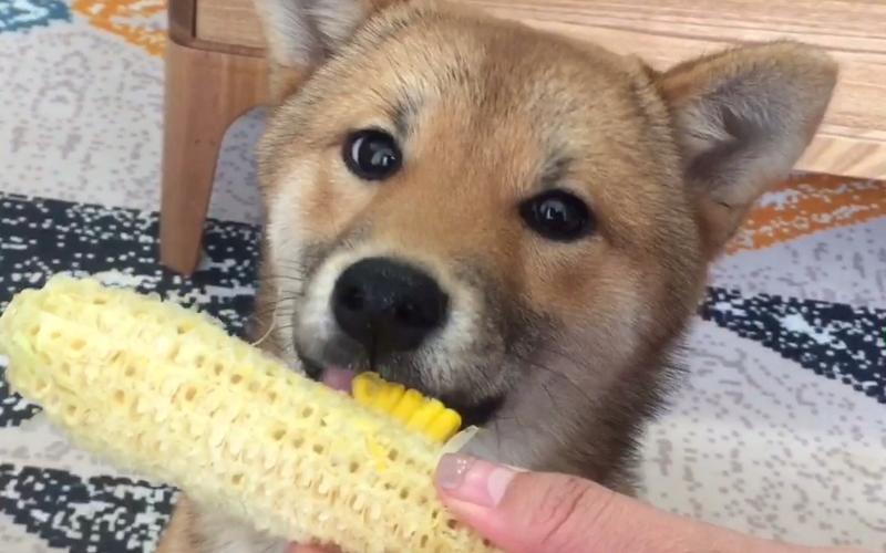 狗狗能吃玉米棒吗,狗狗能吃玉米棒吗,狗狗能吃玉米吗，玉米是营养丰富的好食物？