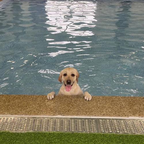 狗狗多大可以游泳,狗狗多大可以游泳洗澡,拉布拉多犬多大可以游泳？