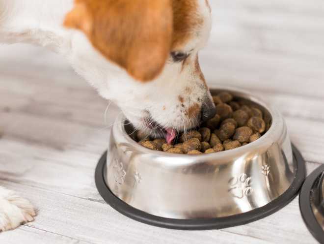 狗狗吃猫粮居然死了,狗粮和猫粮的区别,狗狗吃猫粮有什么危害？