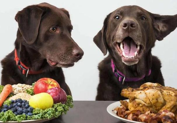 狗狗吃鸡肉好还是牛肉好,狗狗吃鸡肉好还是牛肉好呢,狗狗吃牛肝鸡肝哪个好？
