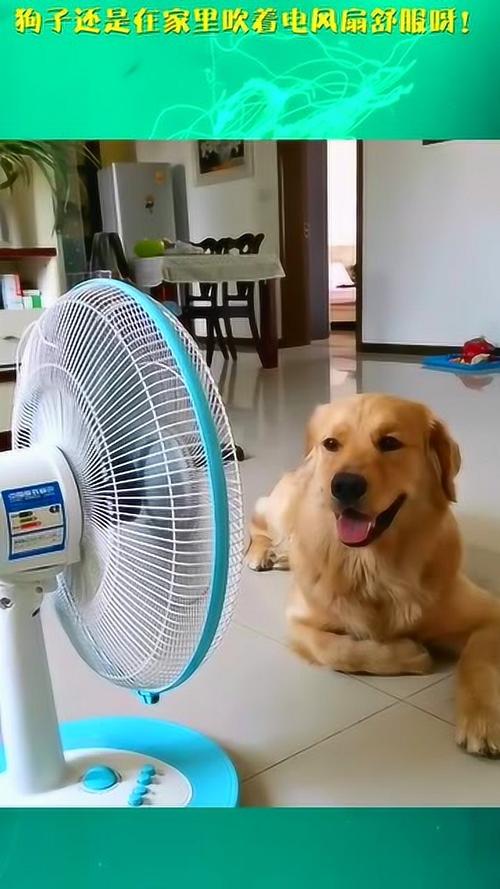 狗狗吹电风扇会感冒吗,狗狗吹电风扇会感冒吗为什么,狗洗完澡没吹能感冒不？