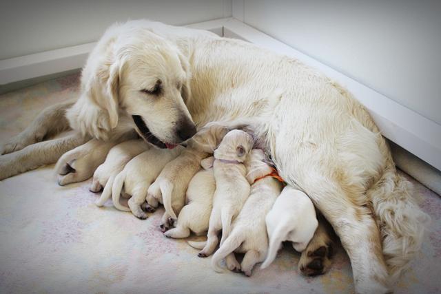 狗狗一年可以生几次,狗狗一年可以生几次宝宝,狗狗生小狗需要间隔多长时间？
