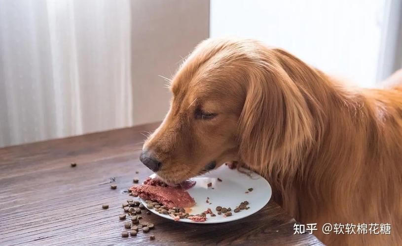 狗狗光吃狗粮可以吗,狗狗光吃狗粮可以吗视频,牧羊犬能光吃肉吗？