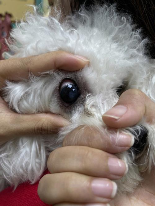狗狗眼睛角膜炎图片,狗狗眼睛角膜炎图片大全,狗的角膜炎有哪些症状？