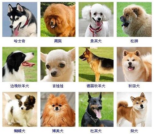 狗狗品种大全及图片和名字,狗狗品种大全及图片和名字和价格,狗狗品种大全及图片和名字