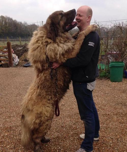世界上最大的狗狗图片,世界上最大的狗狗图片大全,狗狗多大才算成年？